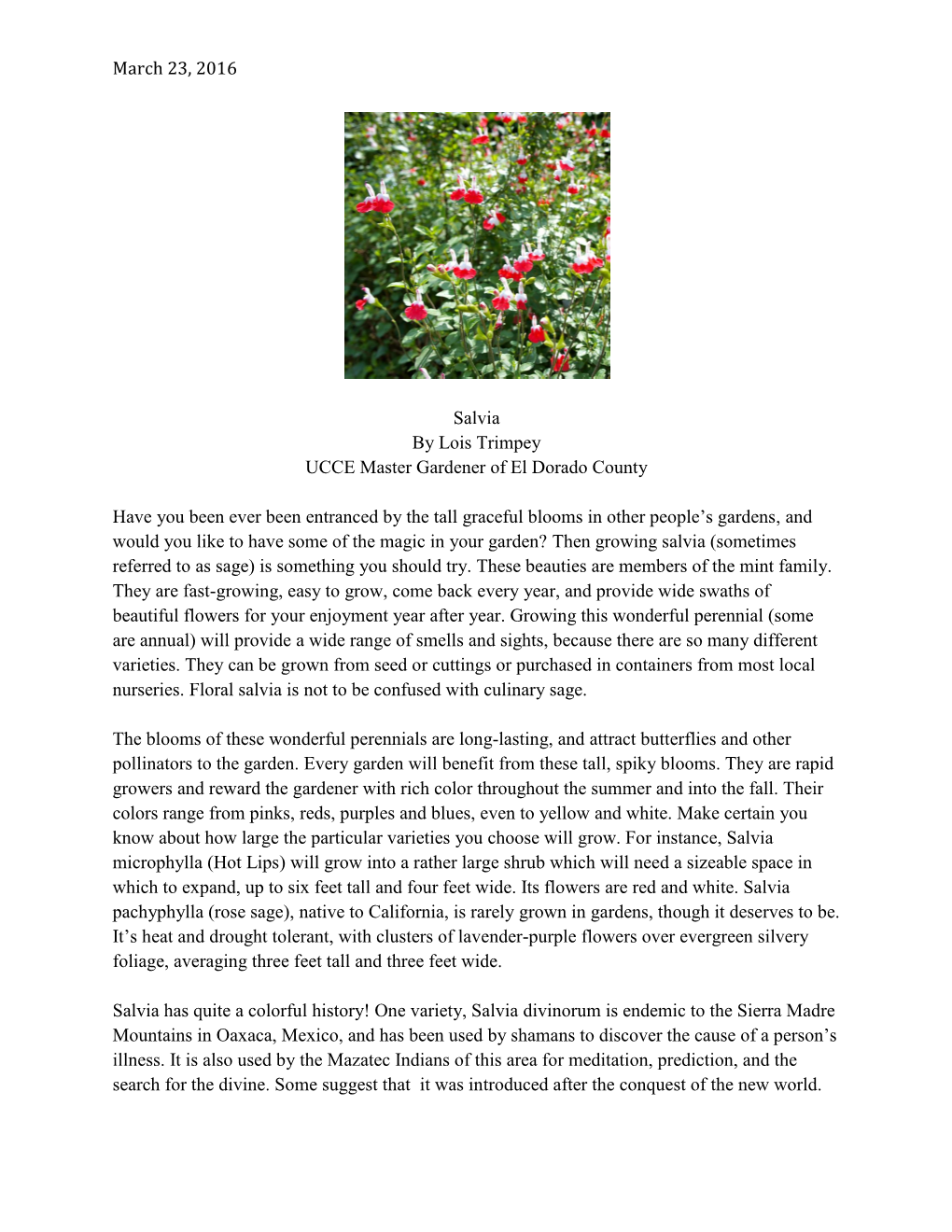 March 23, 2016 Salvia by Lois Trimpey UCCE Master Gardener Of