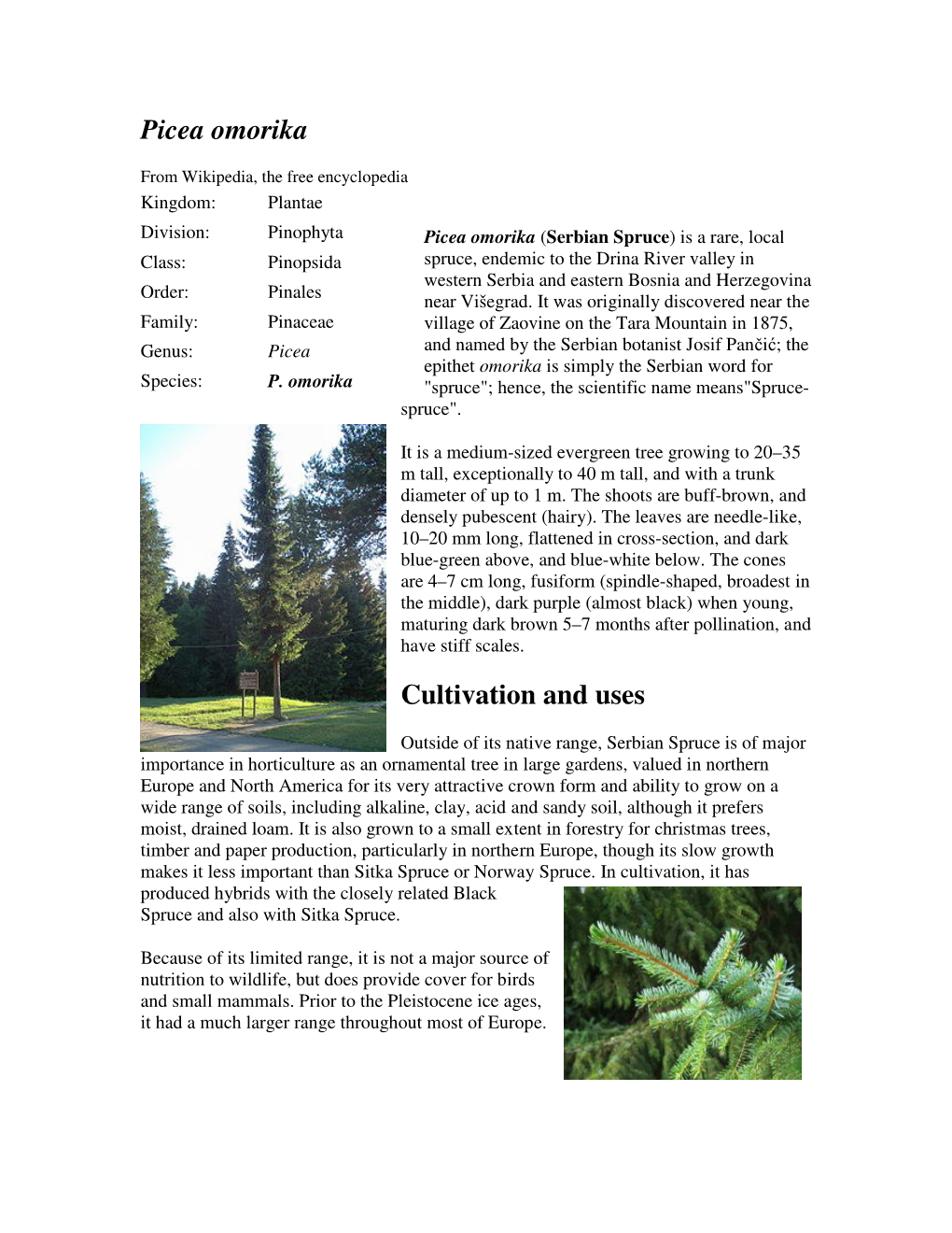 Picea Omorika Cultivation and Uses