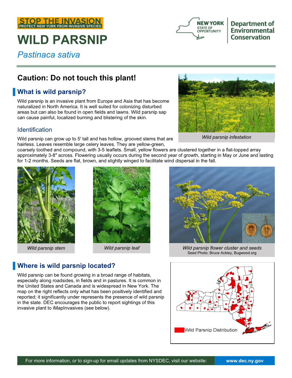 Wild Parsnip Fact Sheet