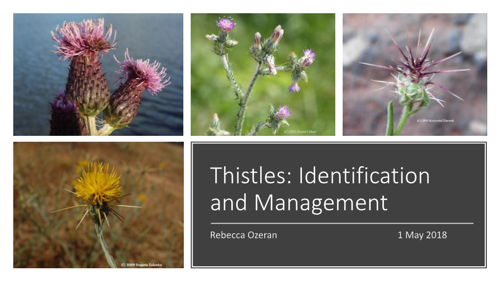 Italian Thistle (Carduus Pycnocephalus)