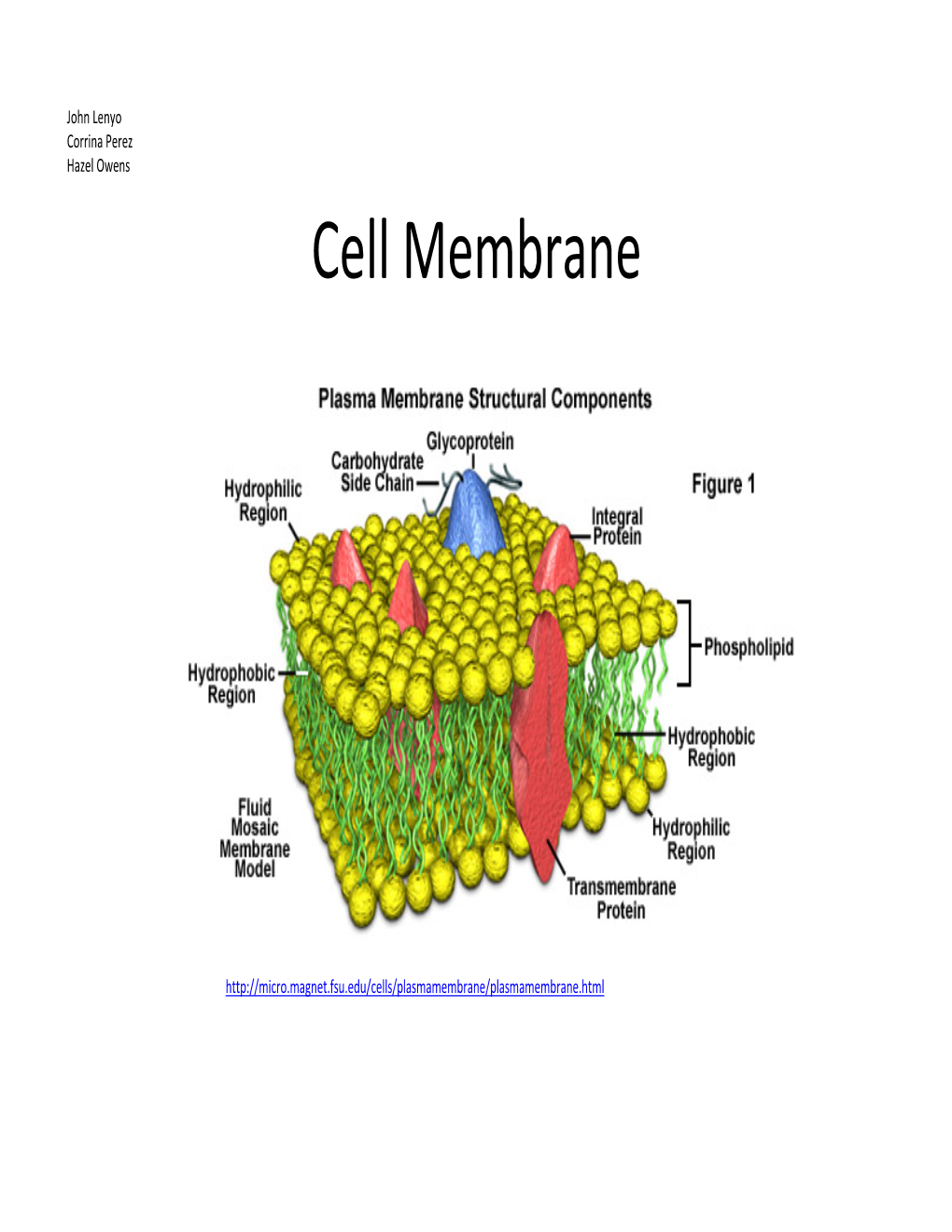 Cell Membrane