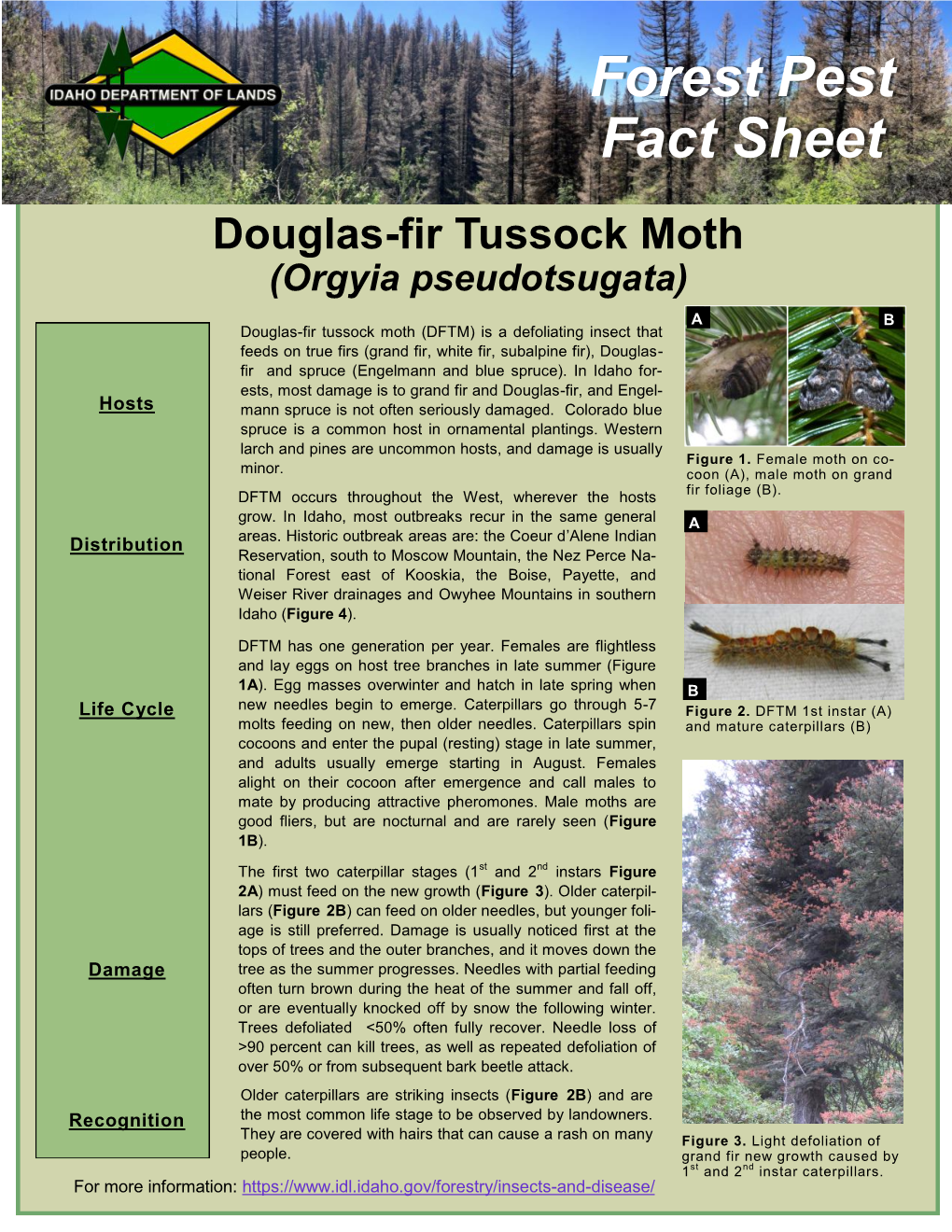 Forest Pest Fact Sheet