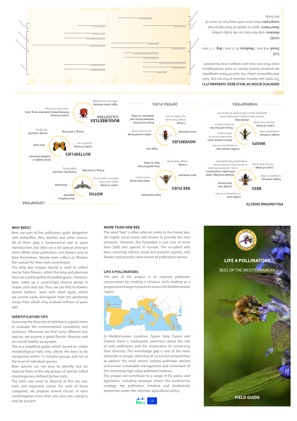 LIFE 4 Pollinators Bees of the Mediterranean Hairs Are Used to Gather the Pollen Grains