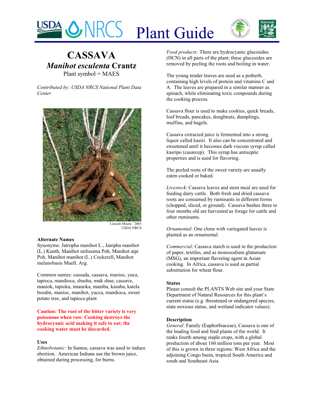 Cassava Plant Guide