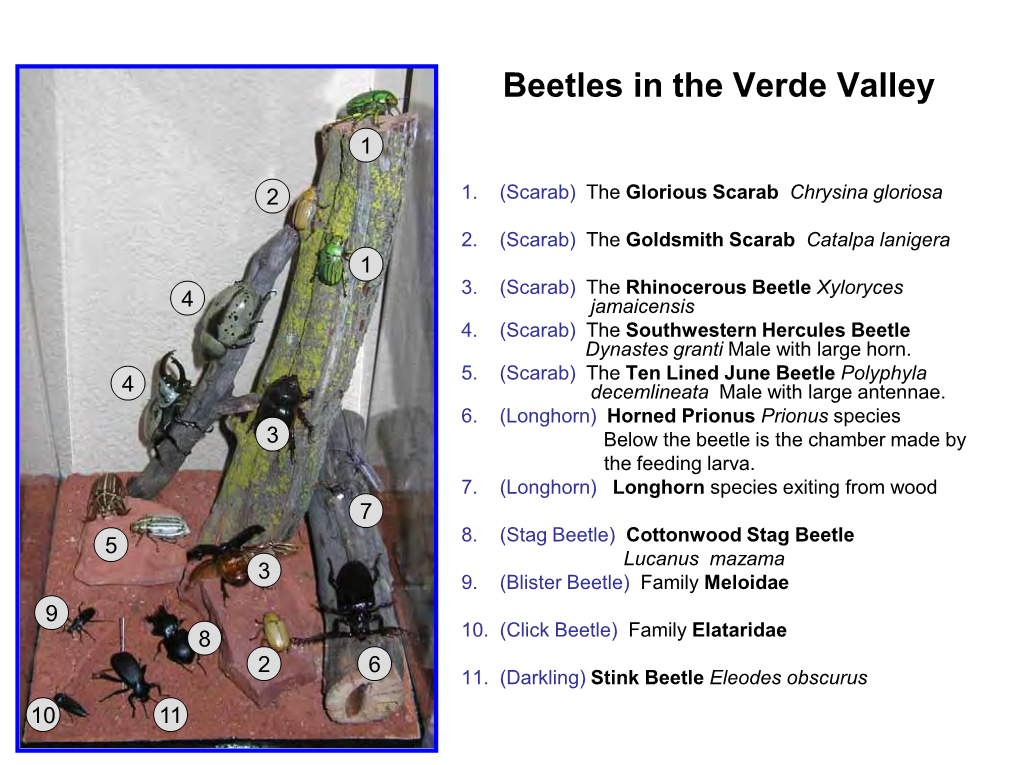 Beetles in the Verde Valley