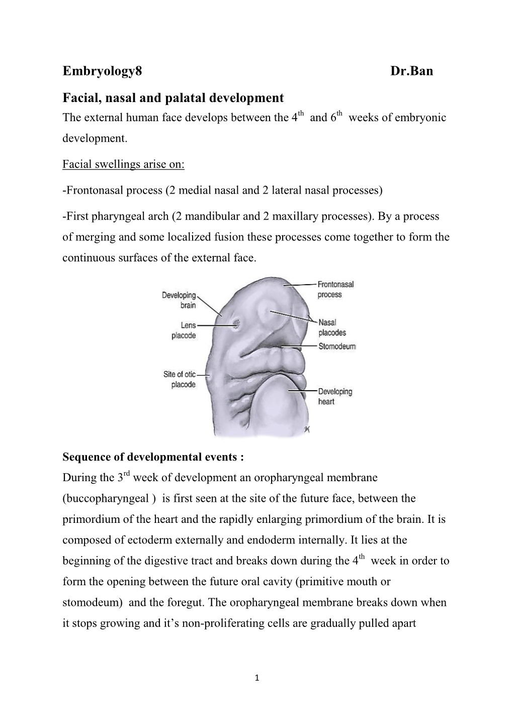 Embryology8 Dr.Ban Facial, Nasal and Palatal Development the External Human Face Develops Between the 4Th and 6Th Weeks of Embryonic Development