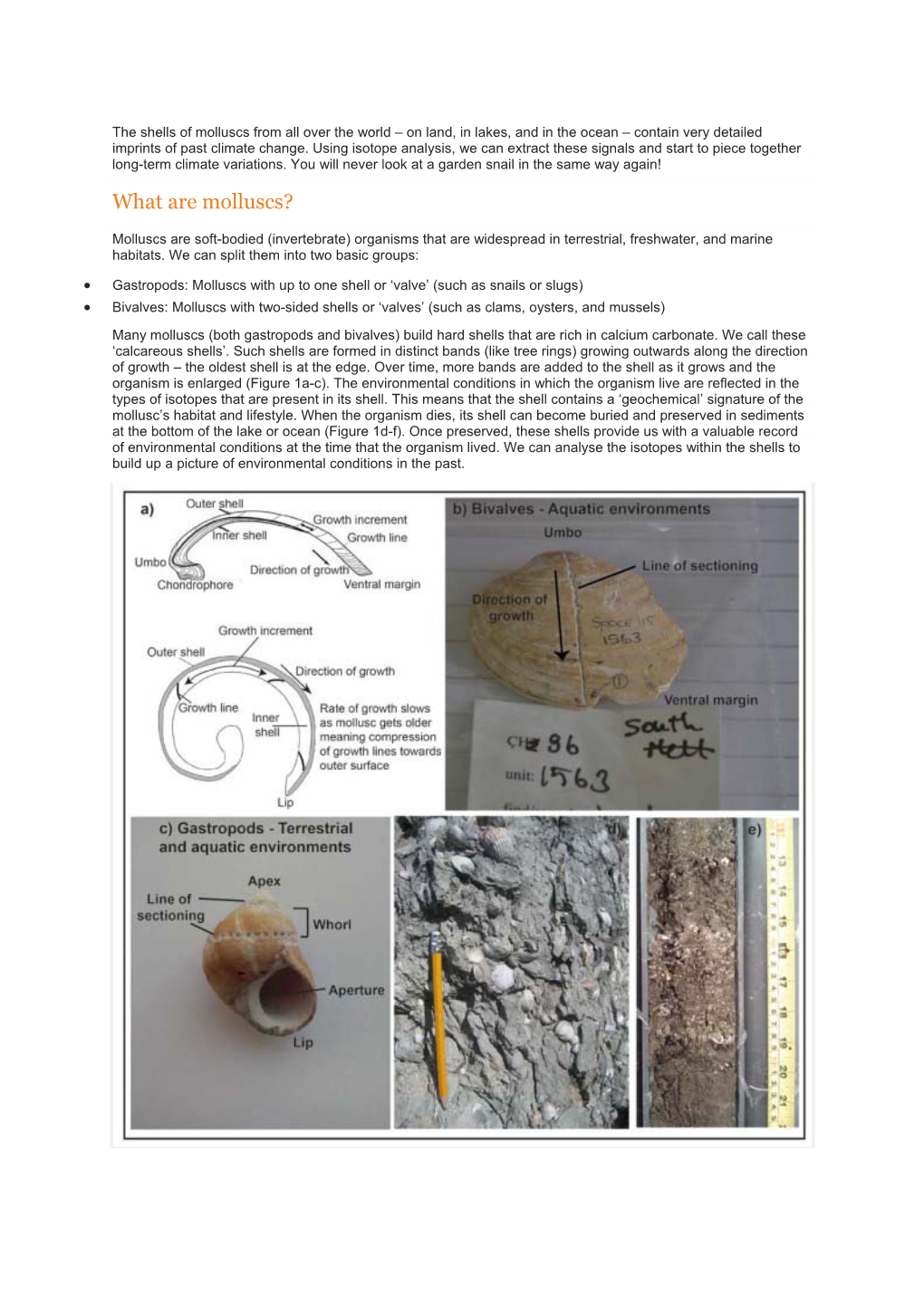 What Are Molluscs?