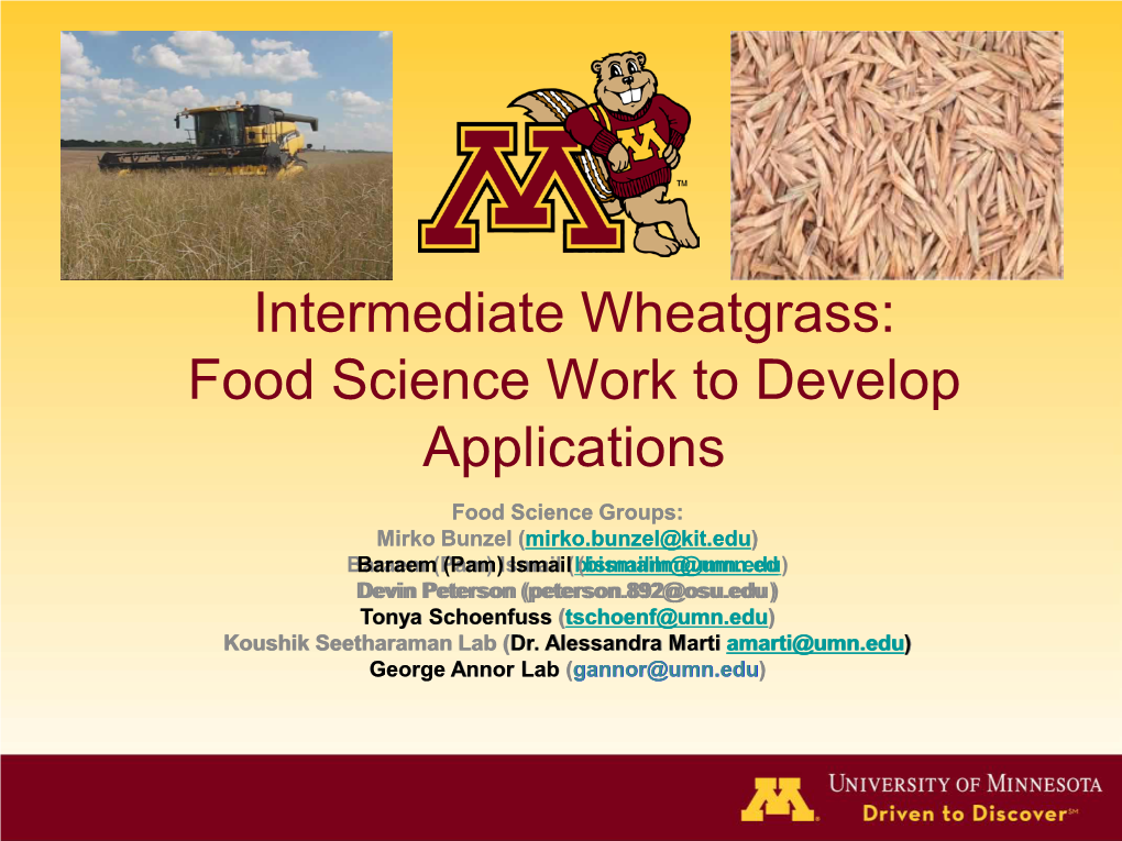 Intermediate Wheatgrass: Food Science Work To