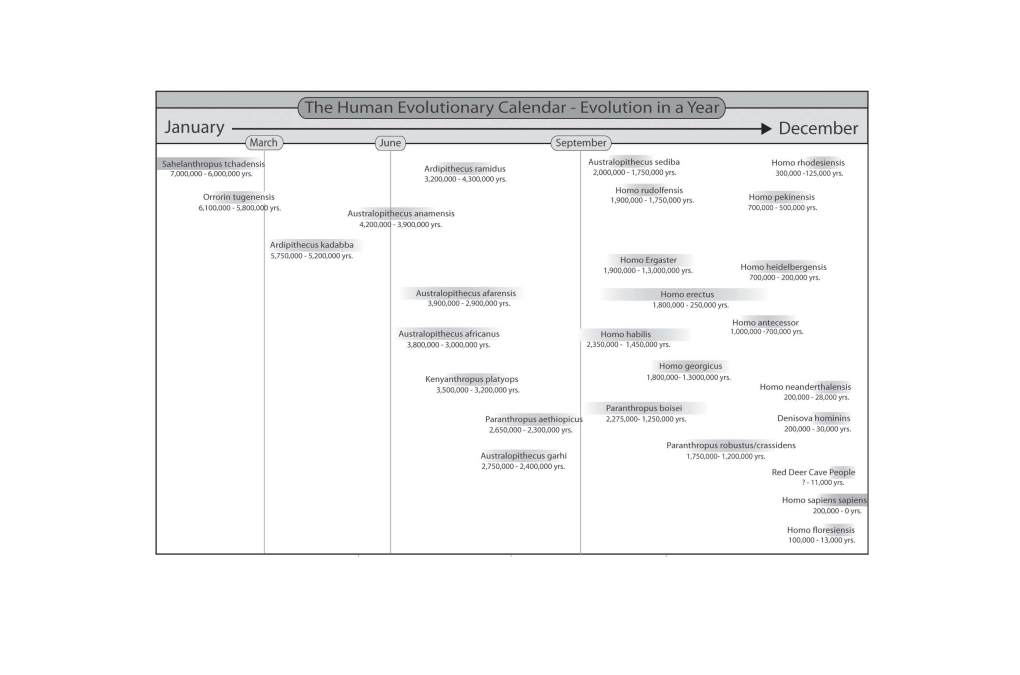 The Human Evolutionary Calendar - Evolution in a Year)I------1 January • December F------{( March ) ( June September