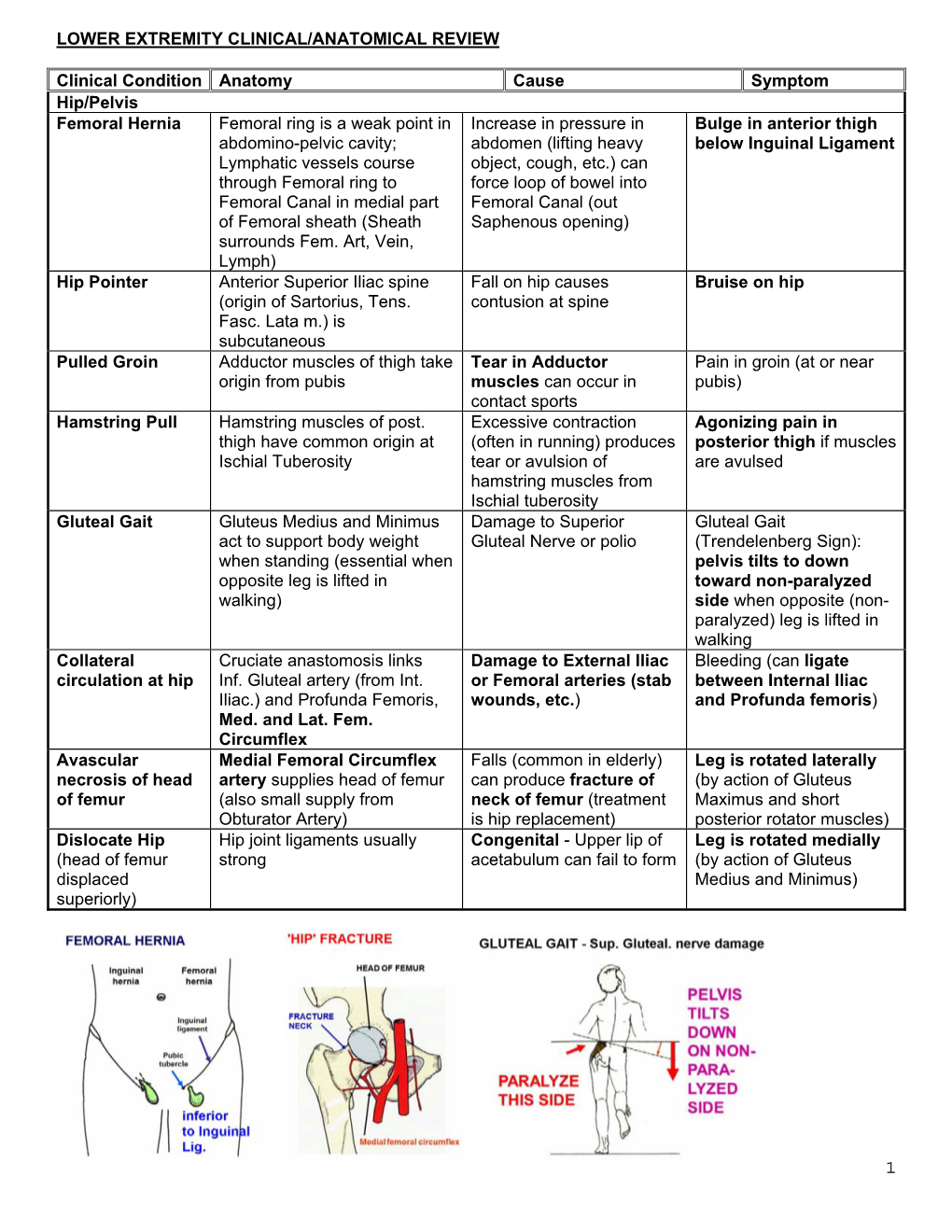 Lower Extremity Clinical/Anatomical Review