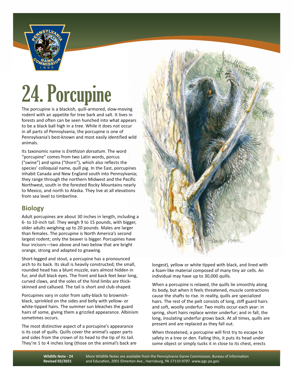 Porcupine Wildlife Note