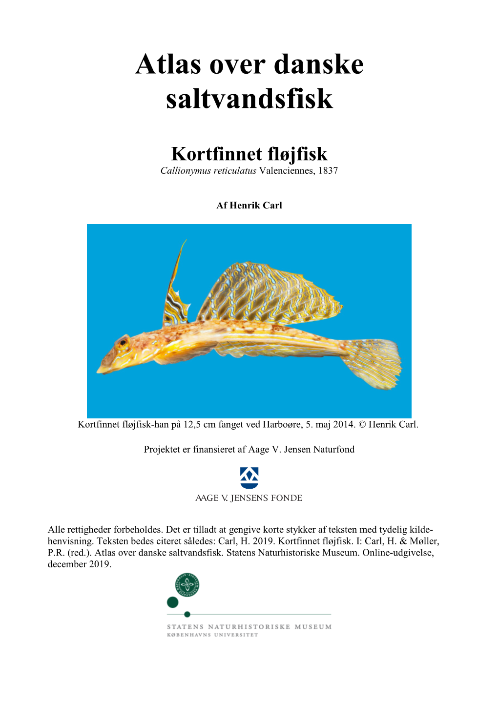 Kortfinnet Fløjfisk, Callionymus Reticulatus