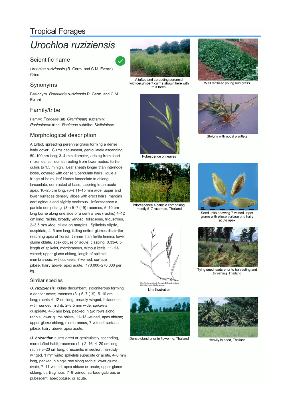 Urochloa Ruziziensis Scientific Name  Urochloa Ruziziensis (R