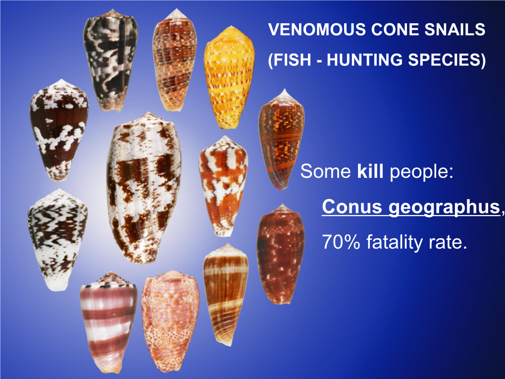 Conus Geographus, 70% Fatality Rate