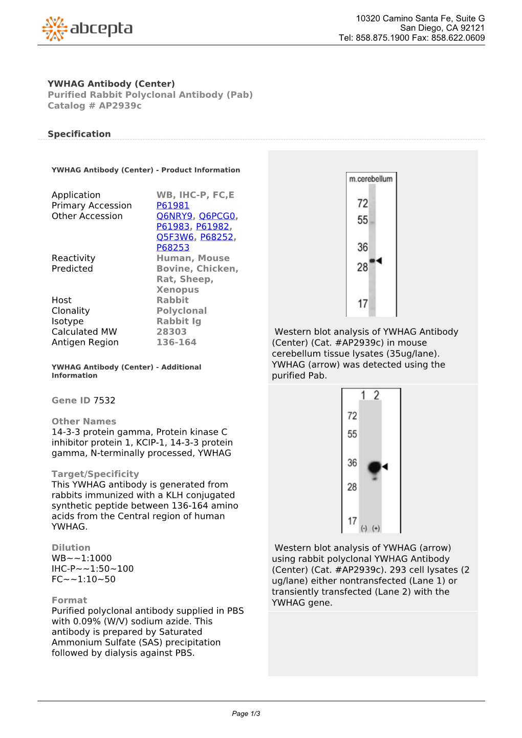 YWHAG Antibody (Center) Purified Rabbit Polyclonal Antibody (Pab) Catalog # Ap2939c