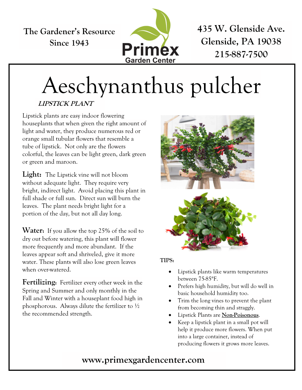 Aeschynanthus Pulcher Lipstick Plant LIPSTICK PLANT