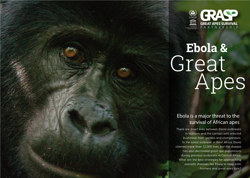 Ebola & Great Apes