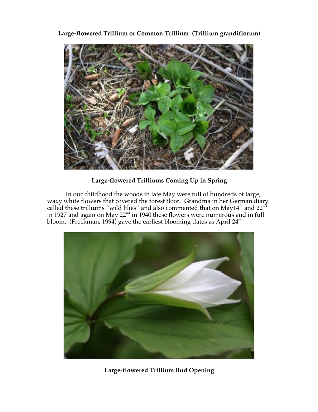 Large-Flowered Trilliums Coming up in Spring in Our Childhoo