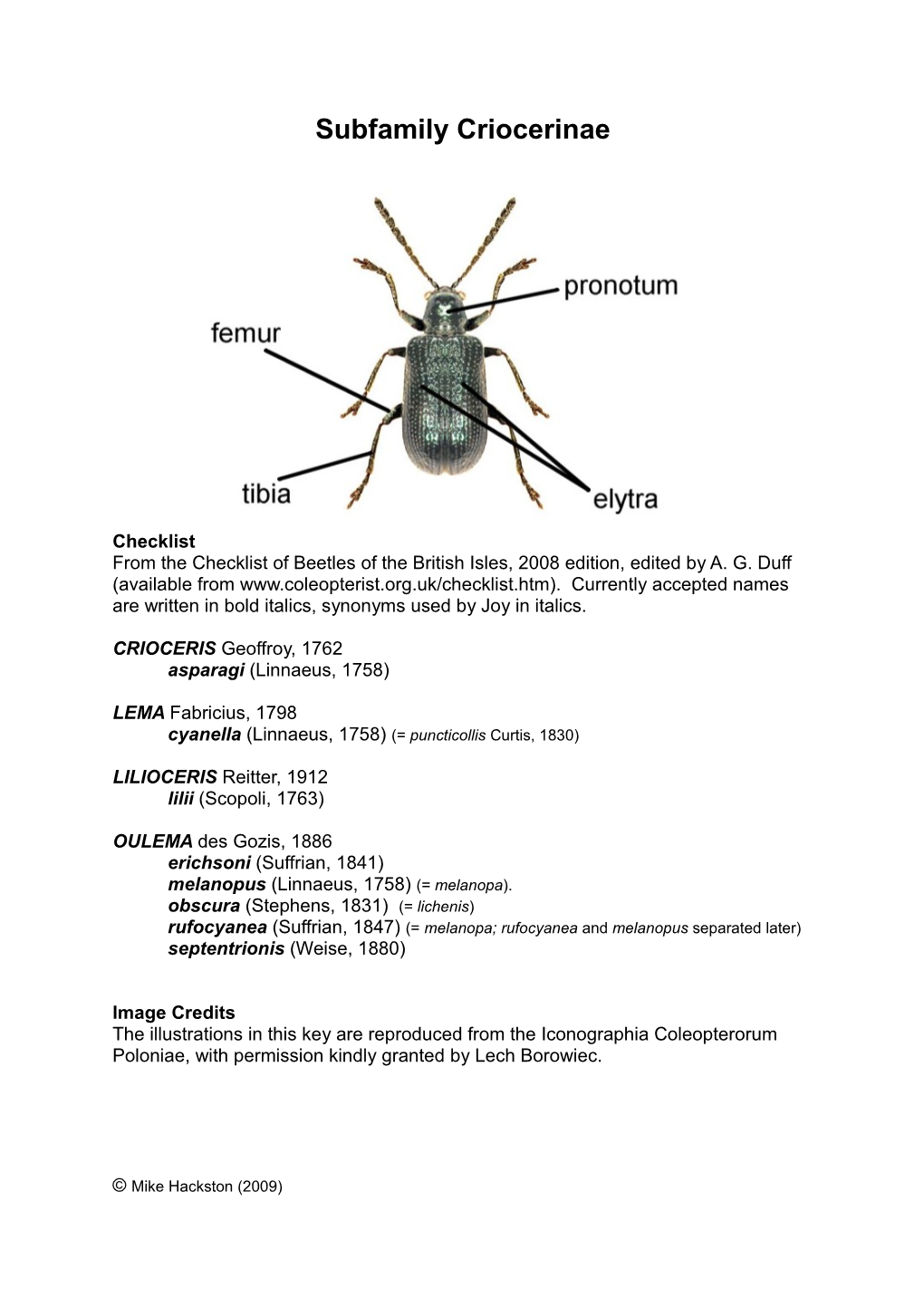 Subfamily Criocerinae