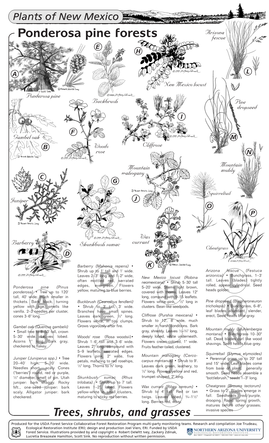 Ponderosa Pine Forests Fescue E H