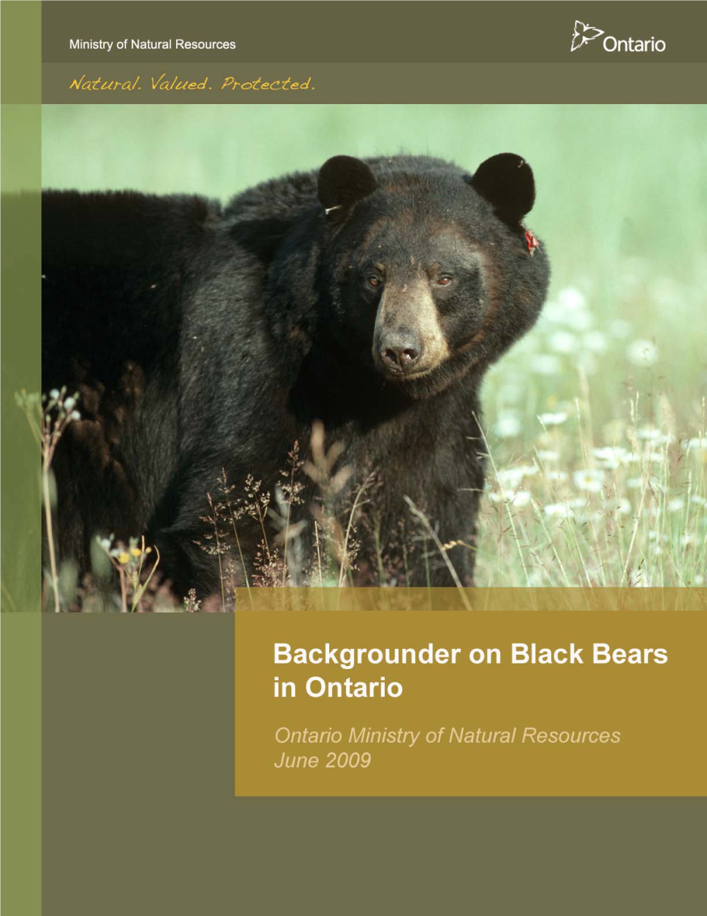 Backgrounder on Black Bears in Ontario June 2009