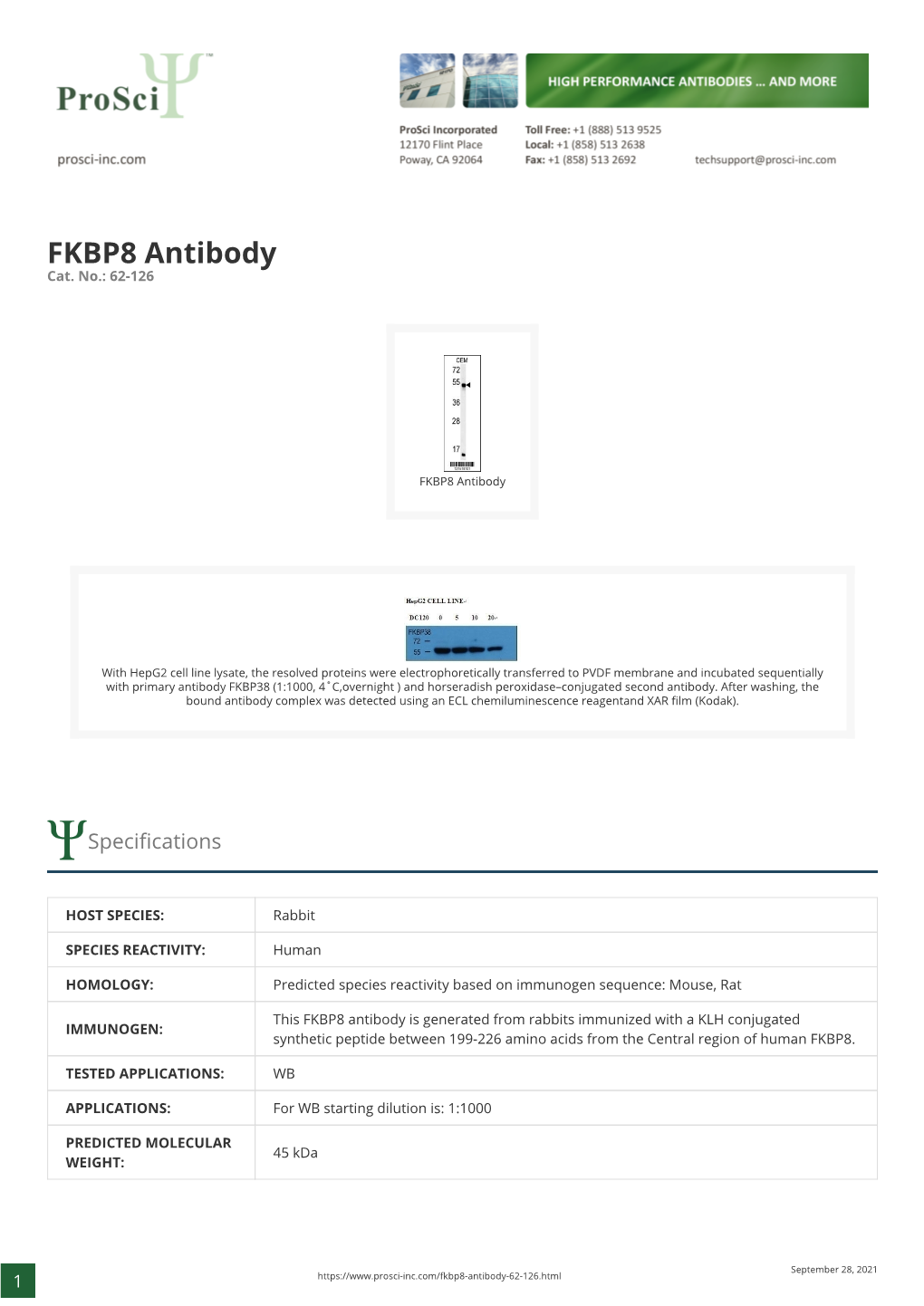 FKBP8 Antibody Cat