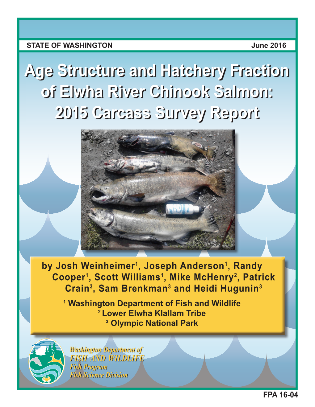 Age Structure and Hatchery Fraction of Elwha River Chinook Salmon: 2015 Carcass Survey Report