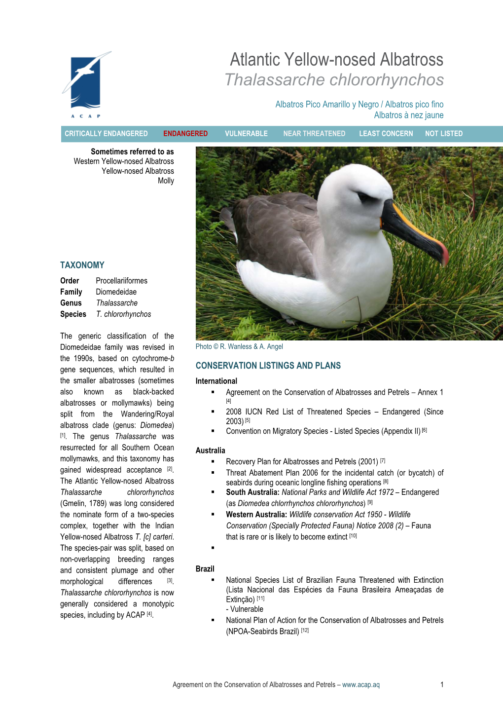 Atlantic Yellow-Nosed Albatross EN1.1