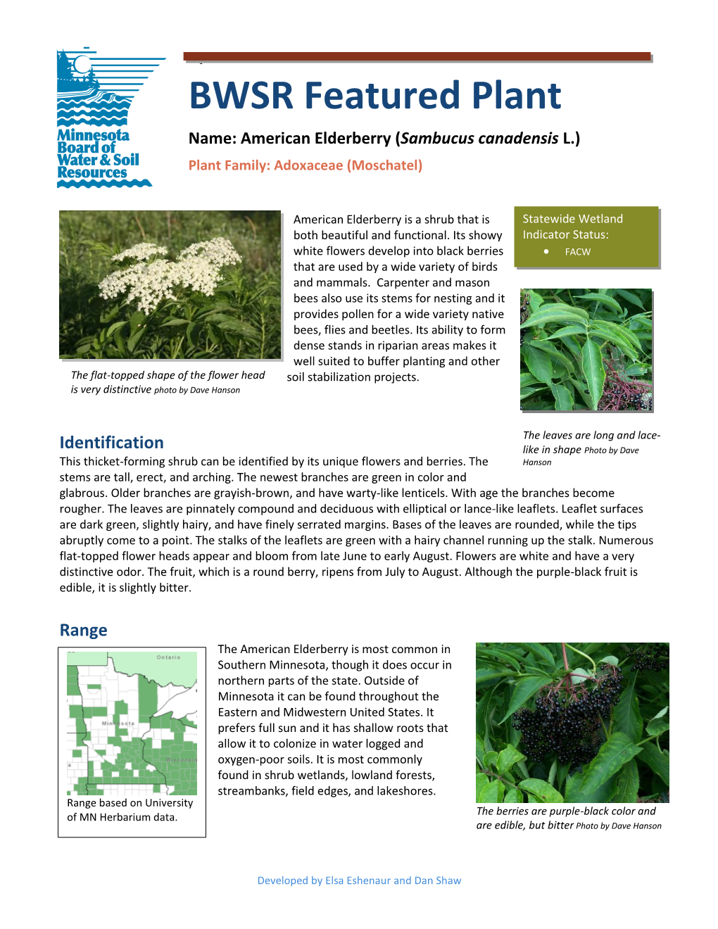 Elderberry (Pdf)