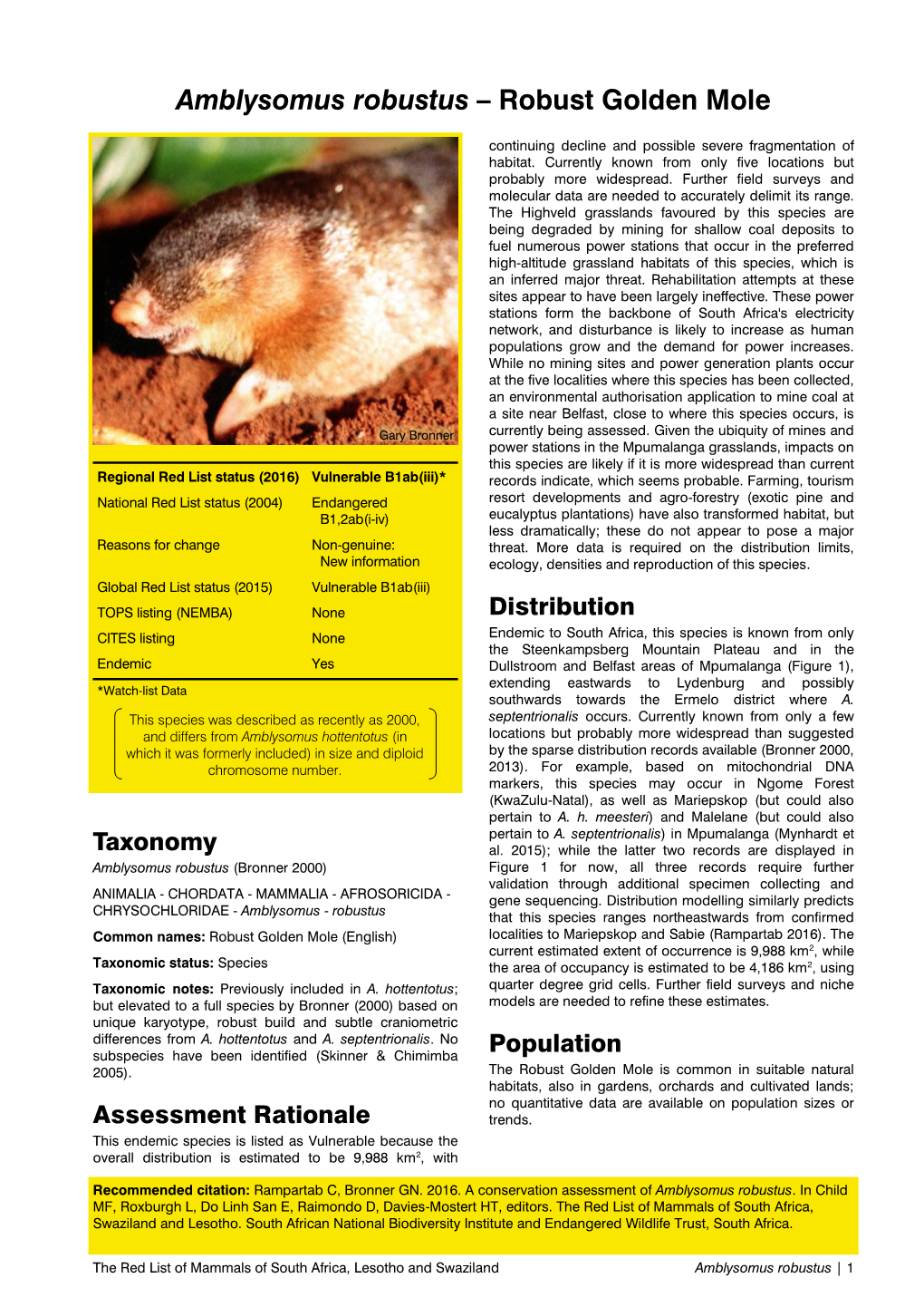 Amblysomus Robustus – Robust Golden Mole