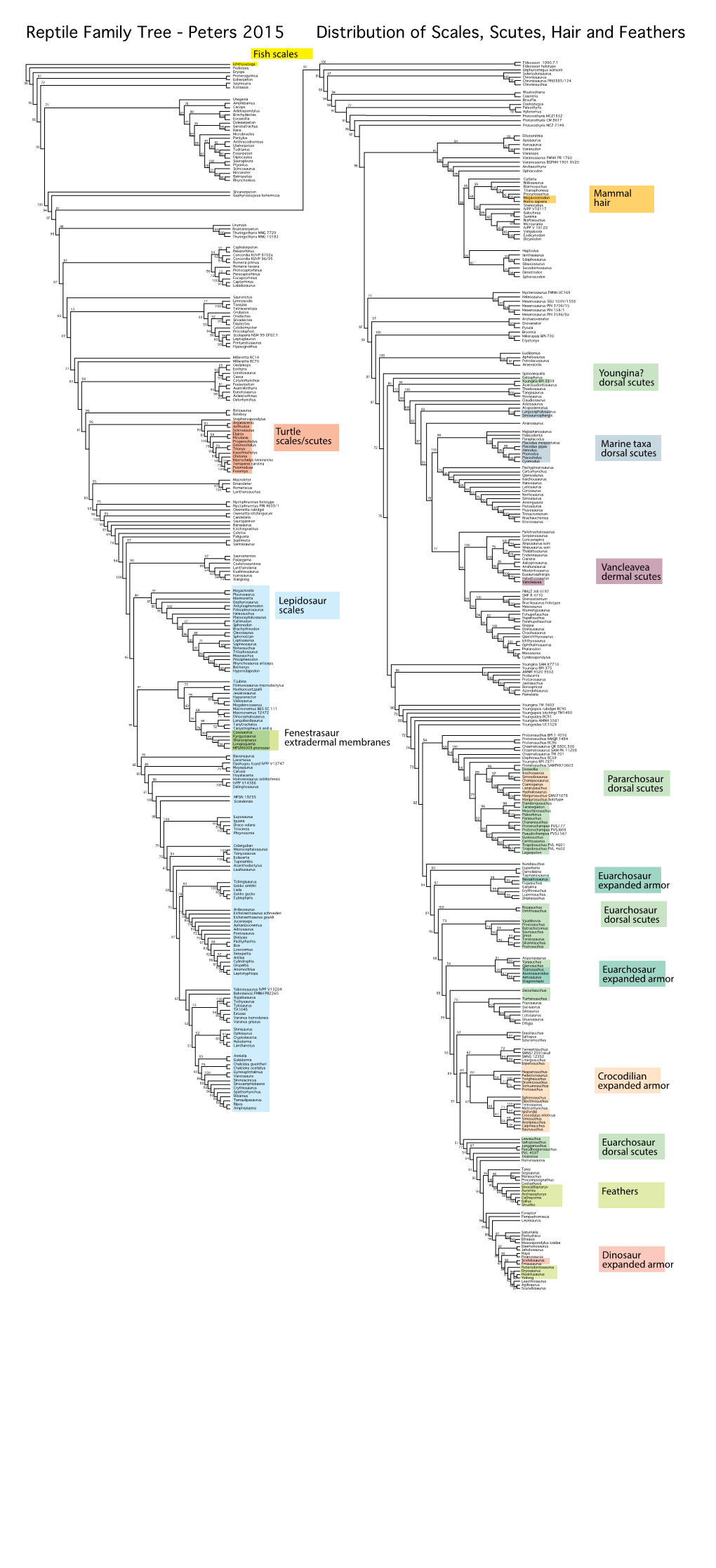 Reptile Family Tree