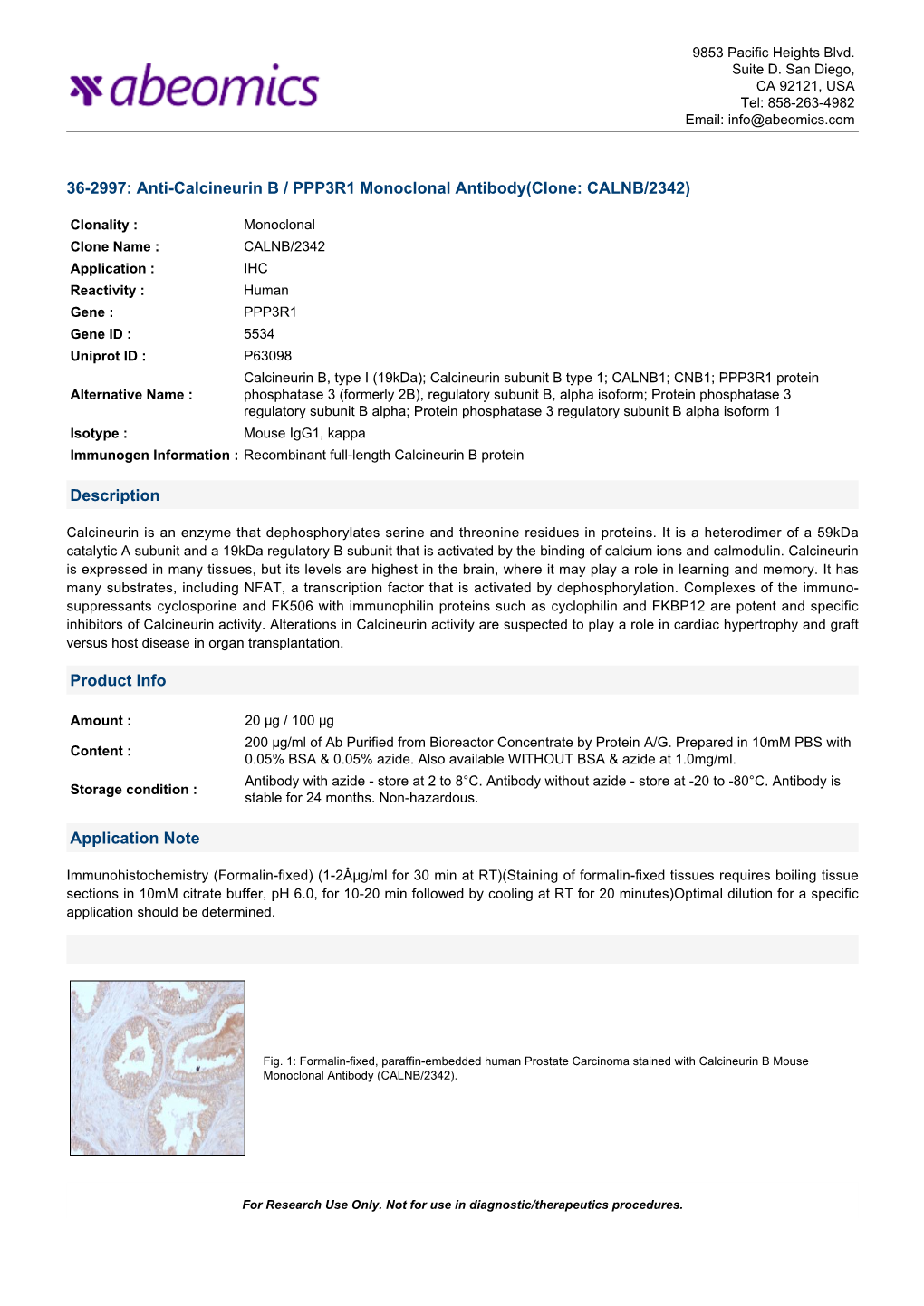 36-2997: Anti-Calcineurin B / PPP3R1 Monoclonal Antibody(Clone: CALNB/2342)