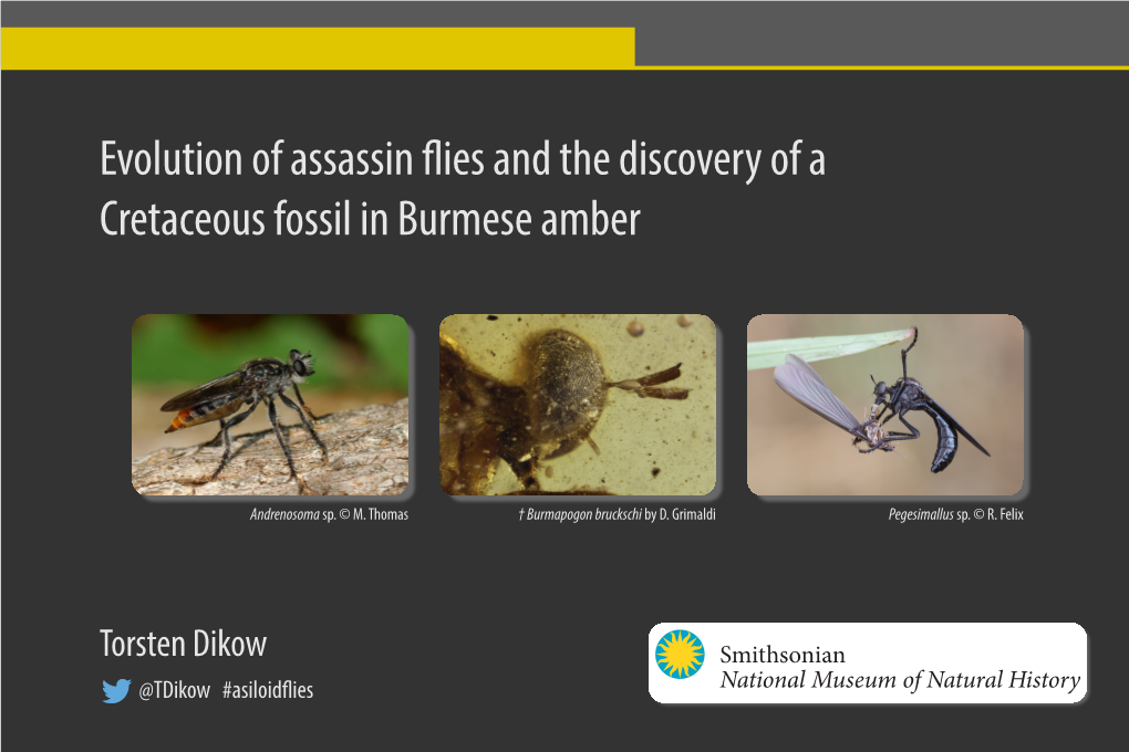 Evolution of Assassin Flies and the Discovery of a Cretaceous Fossil in Burmese Amber