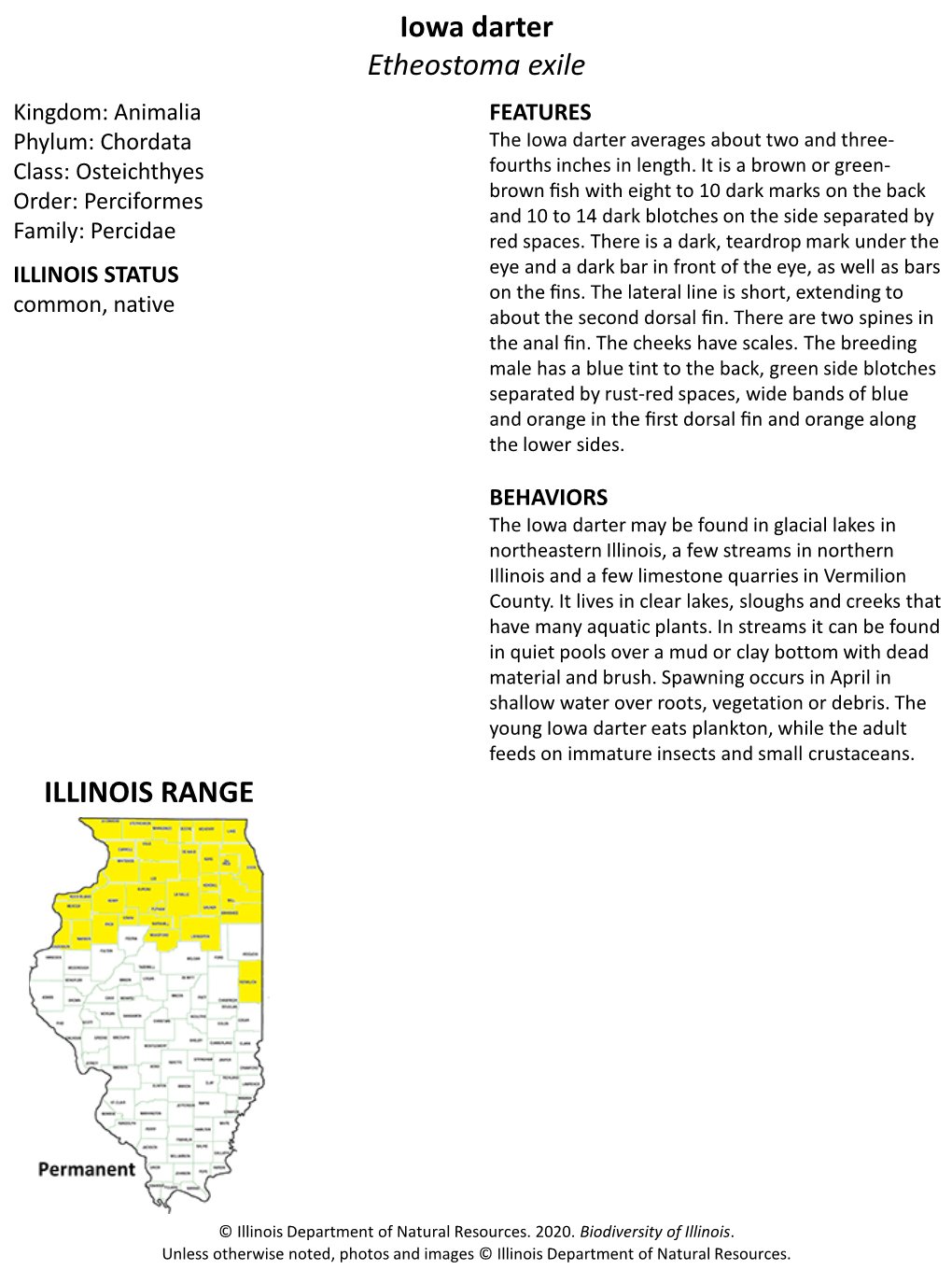 Iowa Darter Etheostoma Exile ILLINOIS RANGE