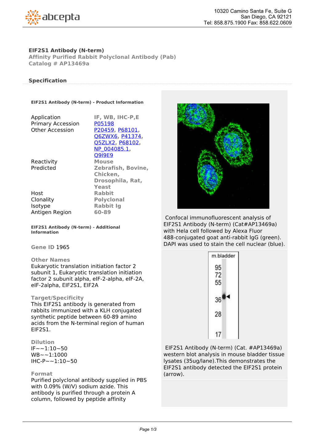 EIF2S1 Antibody (N-Term) Affinity Purified Rabbit Polyclonal Antibody (Pab) Catalog # Ap13469a