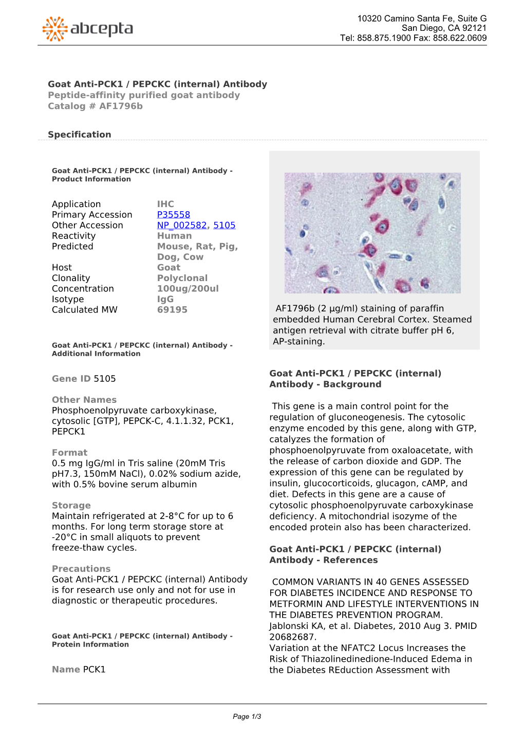 Goat Anti-PCK1 / PEPCKC (Internal) Antibody Peptide-Affinity Purified Goat Antibody Catalog # Af1796b