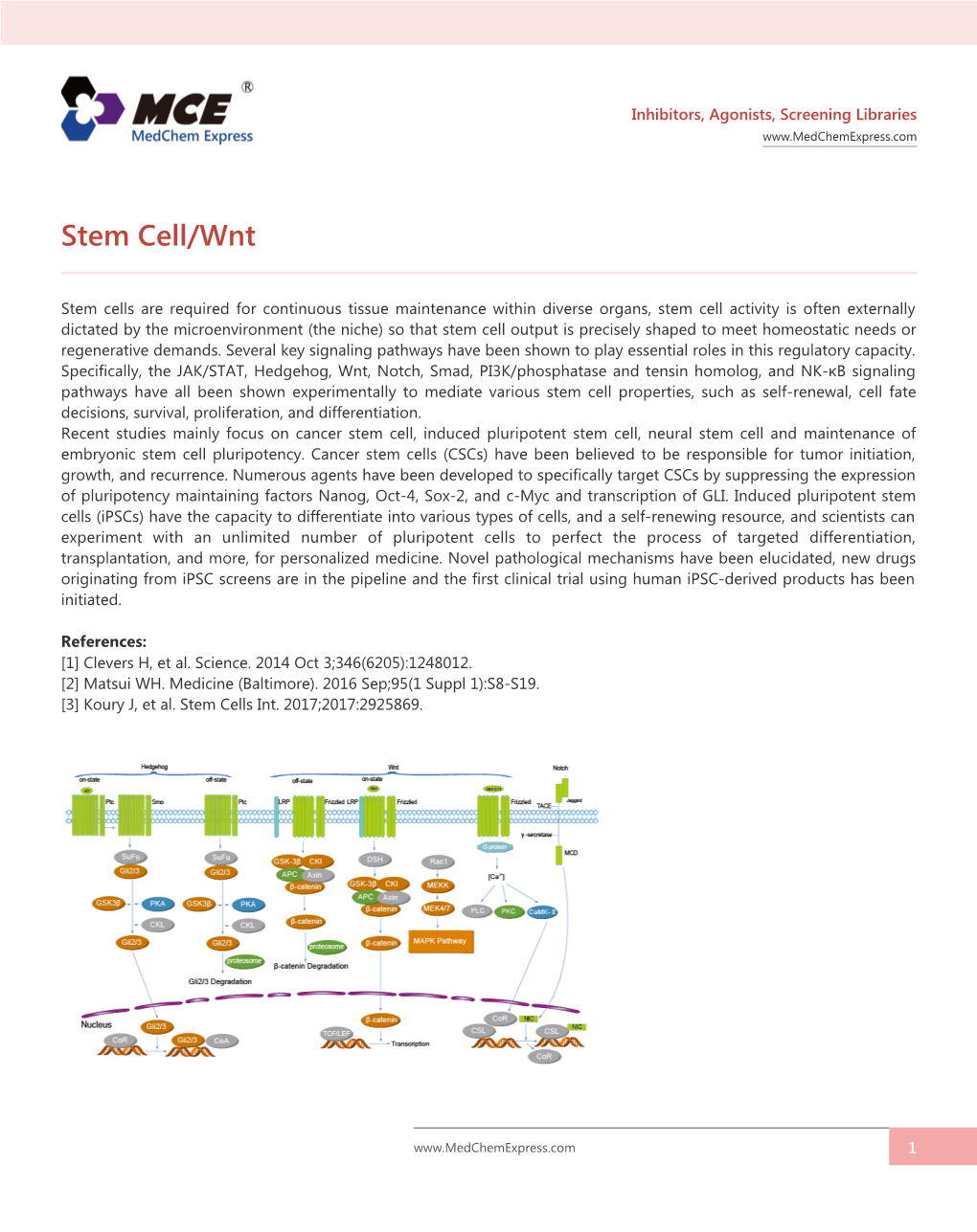 Stem Cell/Wnt