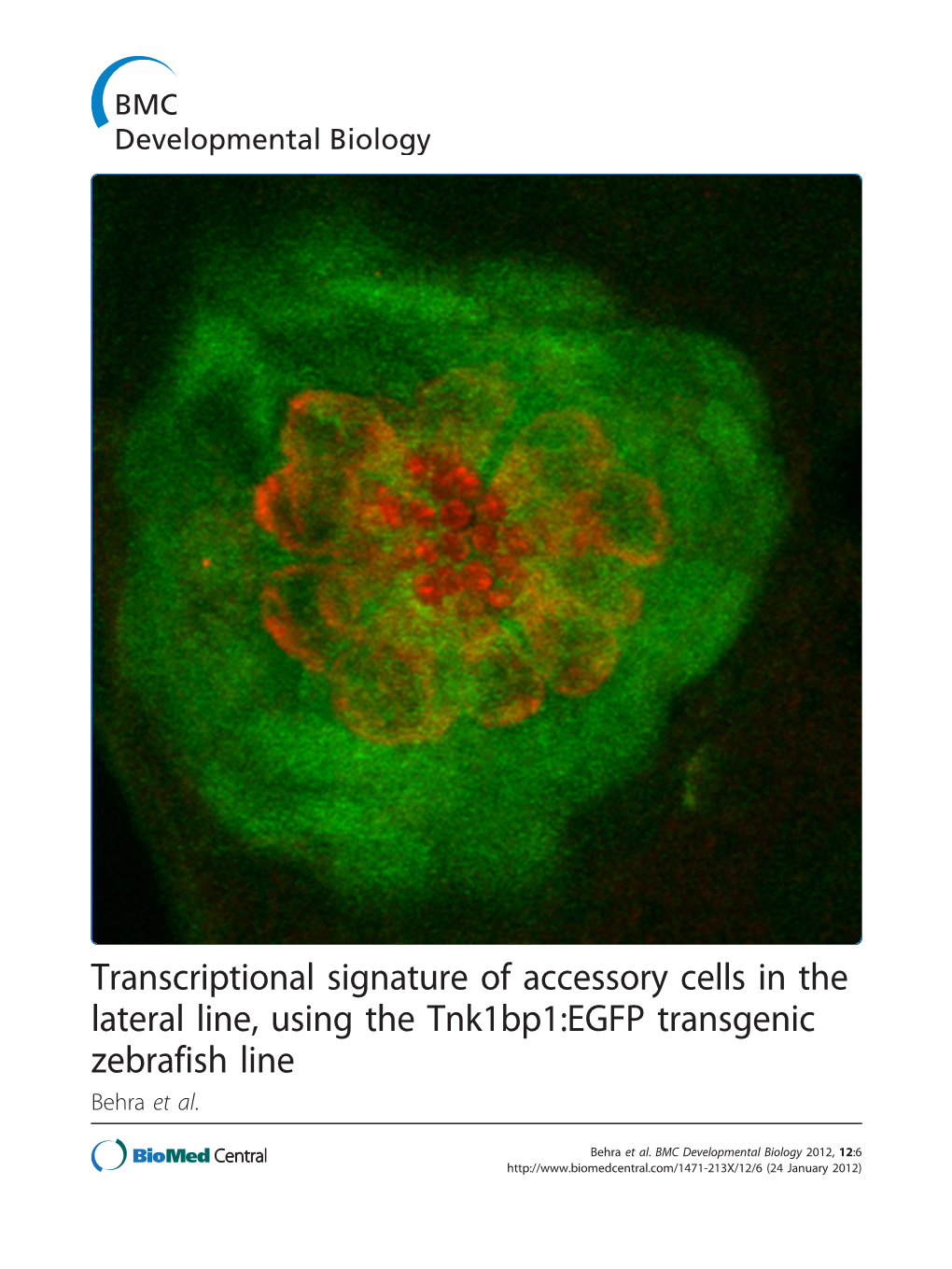 Transcriptional Signature of Accessory Cells in the Lateral Line, Using the Tnk1bp1:EGFP Transgenic Zebrafish Line Behra Et Al