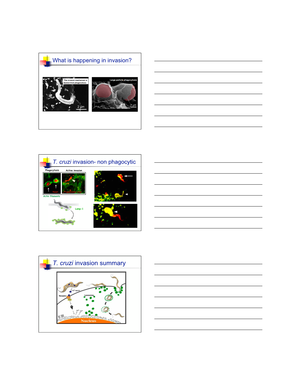 T. Cruzi Invasion Summary Leishmania Phagosome