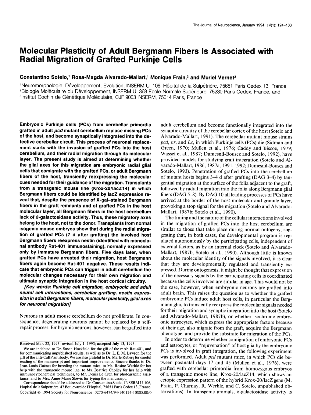 Molecular Plasticity of Adult Bergmann Fibers Is Associated with Radial Migration of Grafted Purkinje Cells