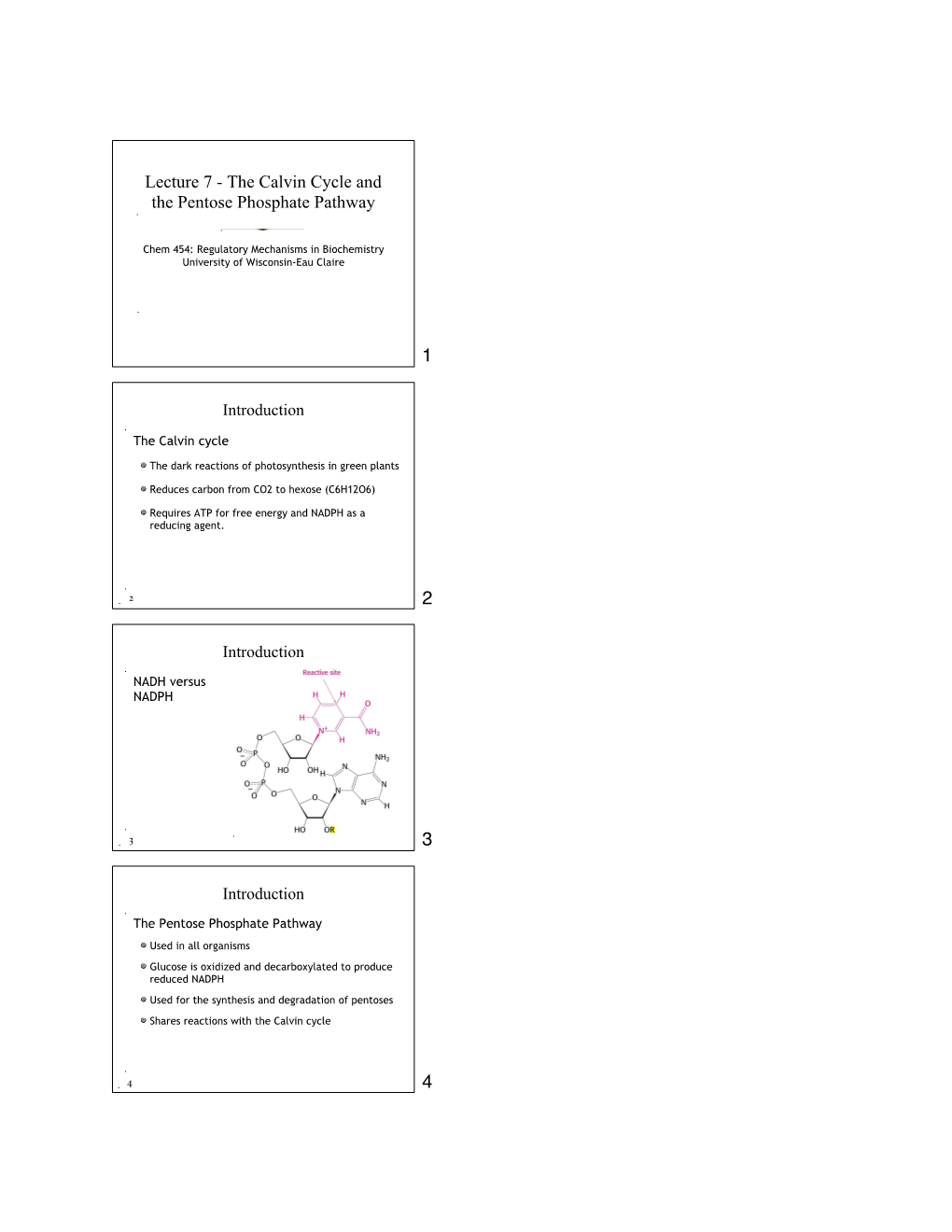 Lecture 7 - the Calvin Cycle and the Pentose Phosphate Pathway