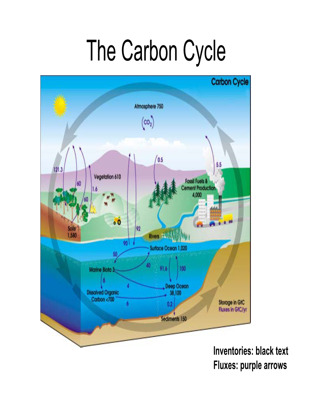 The Carbon Cycle