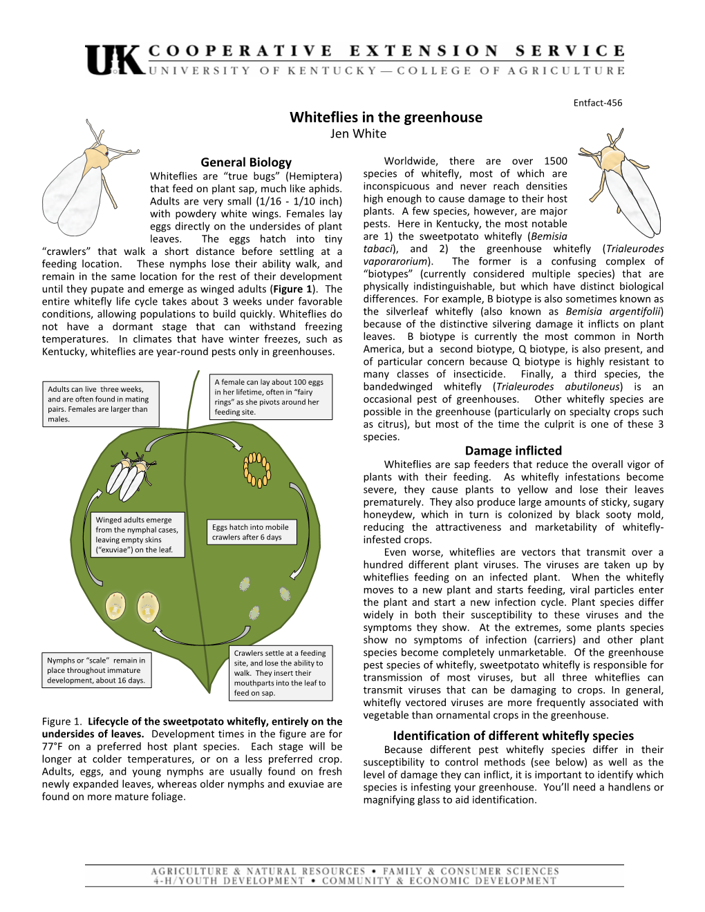 Whiteflies in the Greenhouse Jen White