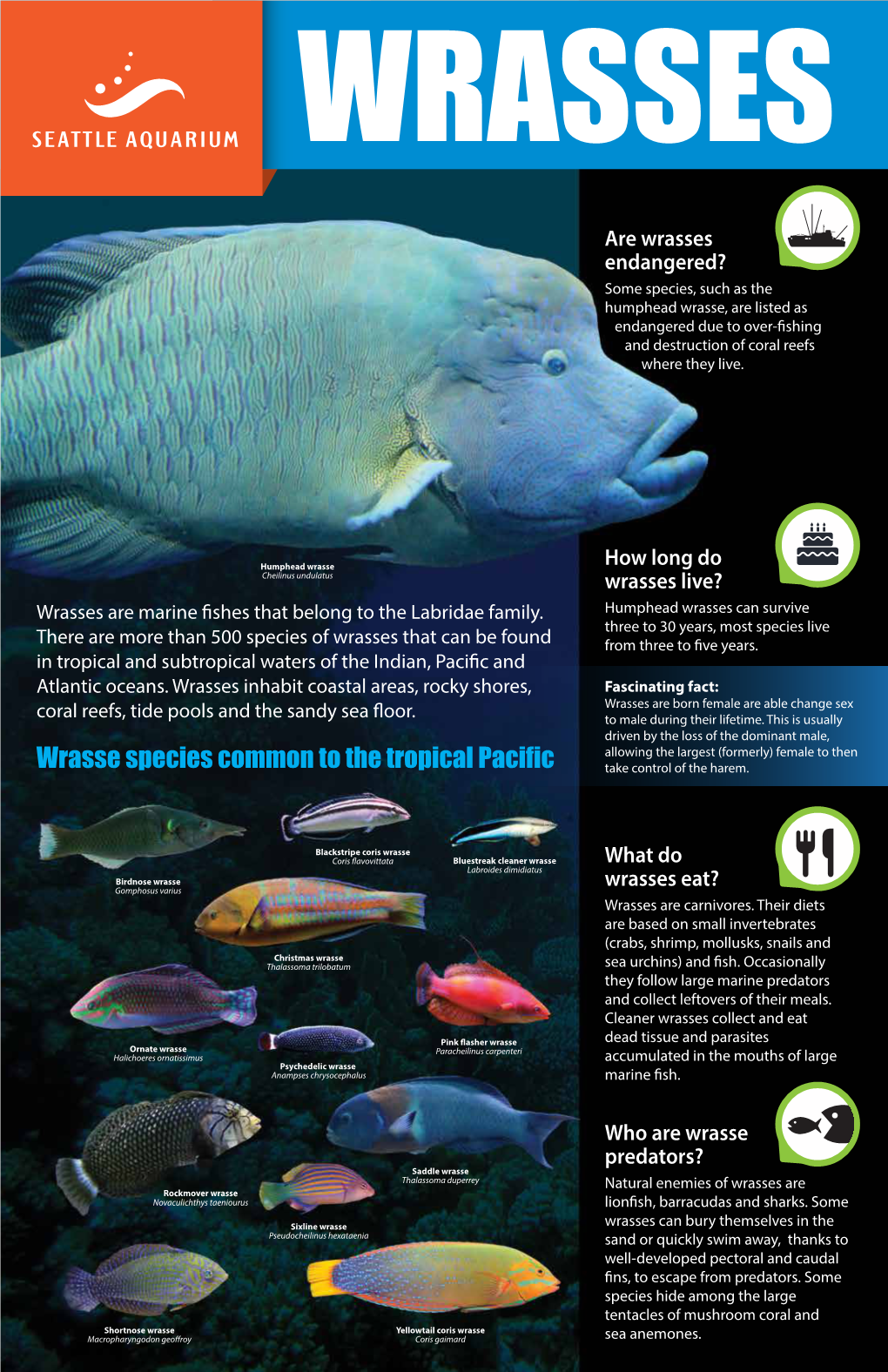 Wrasse Infograph-Lores-F