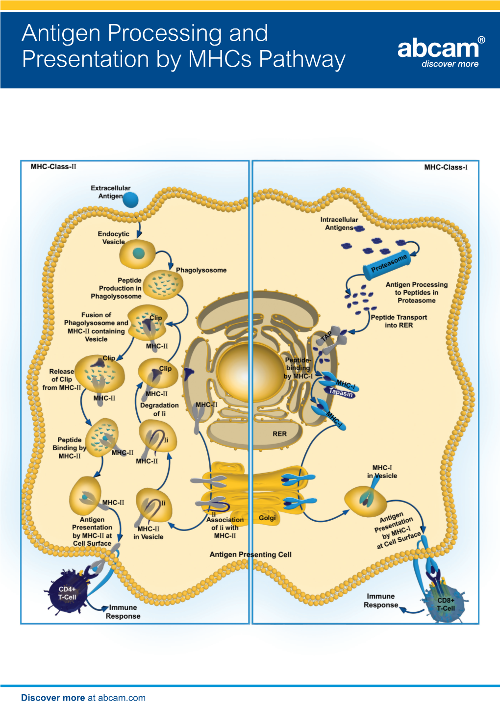 Antigen Processing and Presentation by Mhcs Pathway