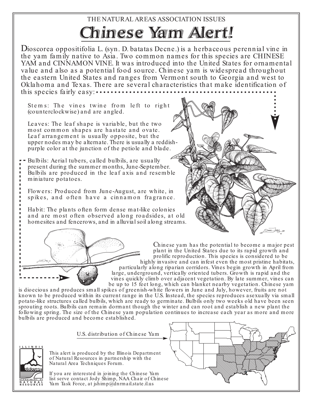 Chinese Yam Alert! Dioscorea Oppositifolia L