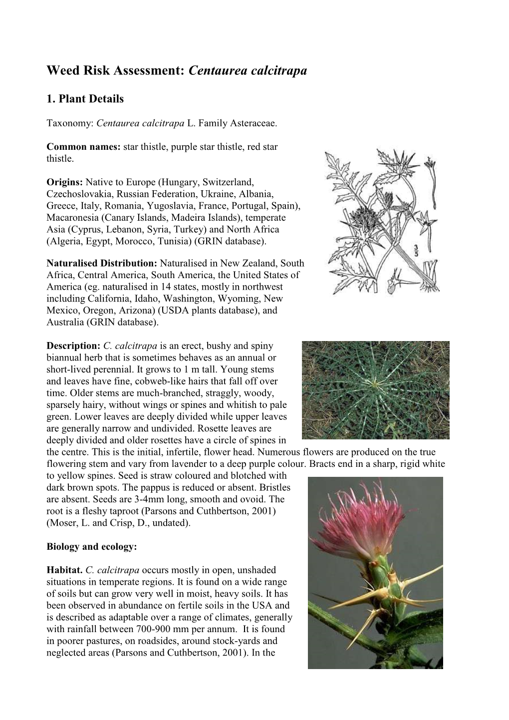 Weed Risk Assessment: Centaurea Calcitrapa