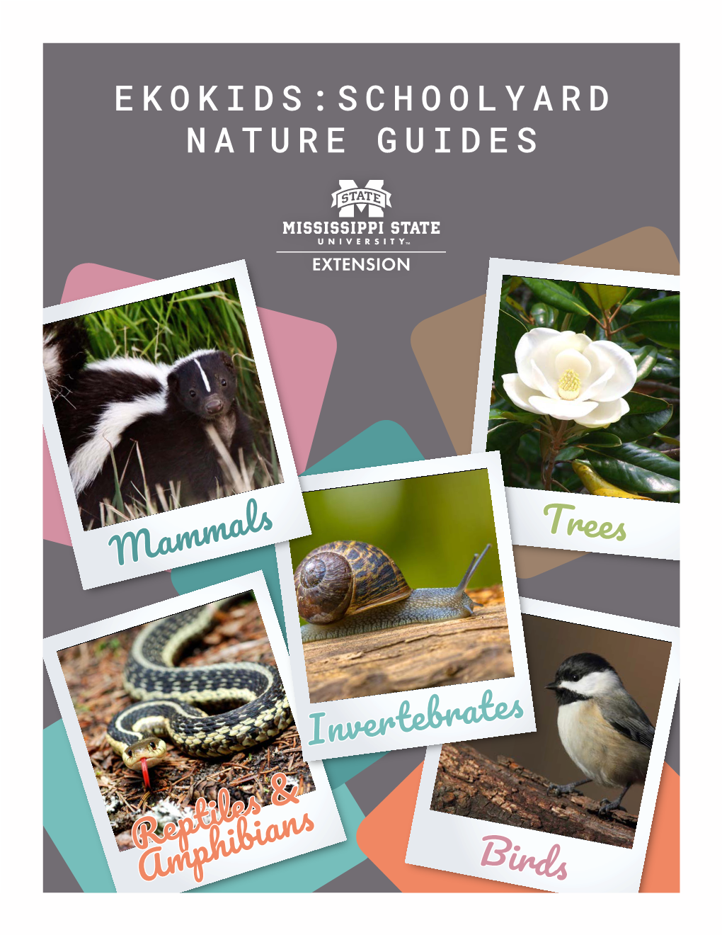 EKOKIDS: SCHOOLYARD NATURE GUIDES Birds