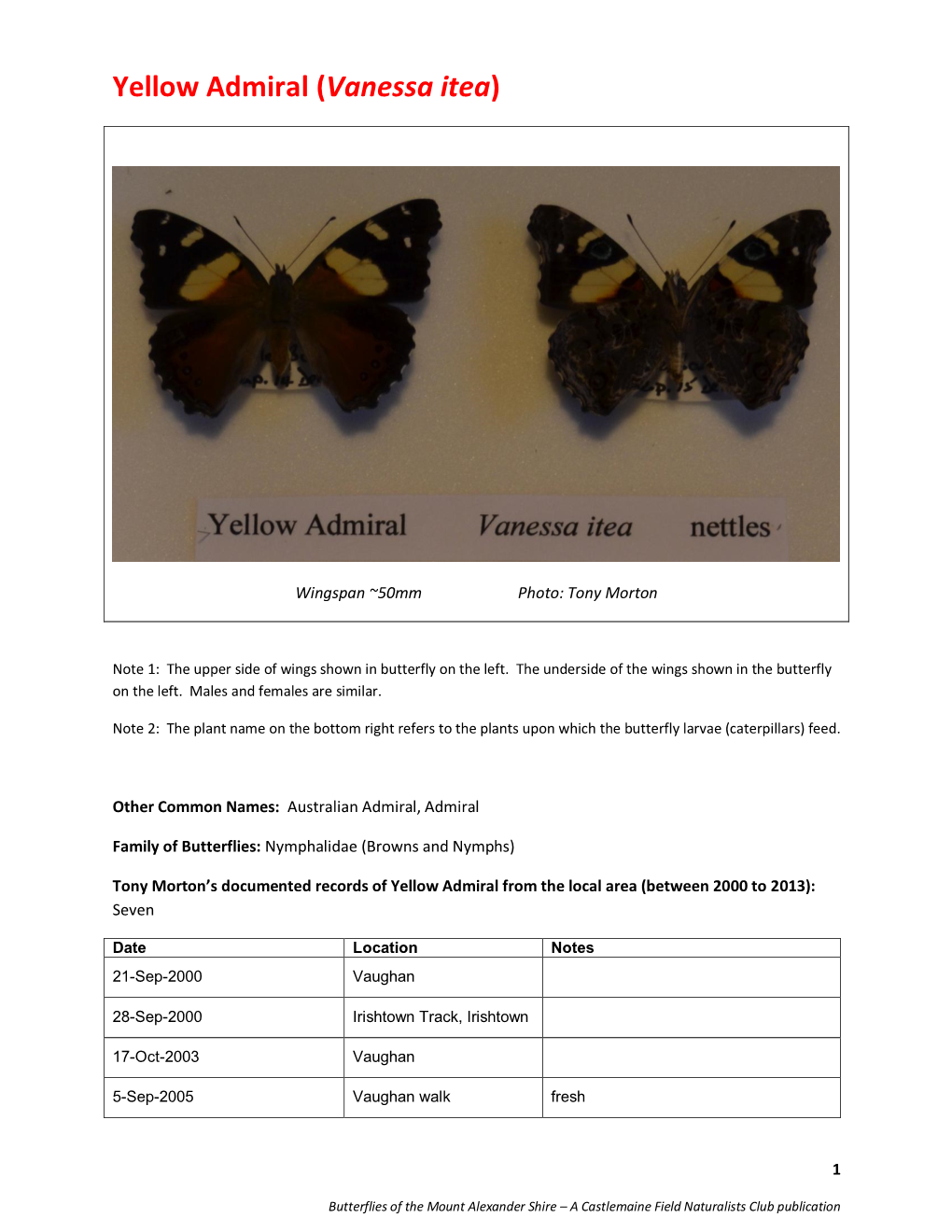 Yellow Admiral (Vanessa Itea)