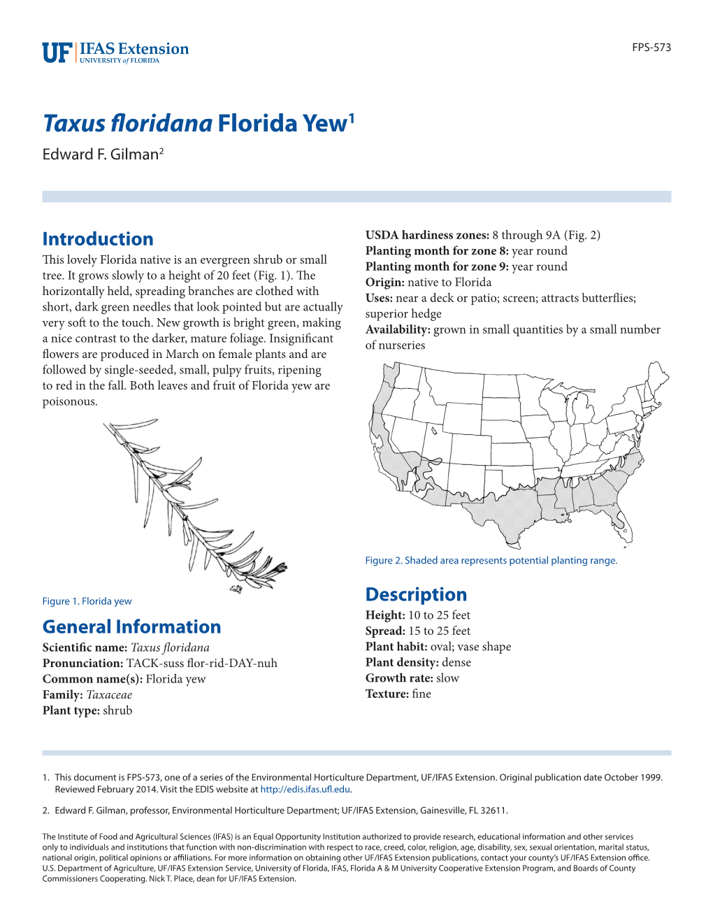 Taxus Floridana Florida Yew1